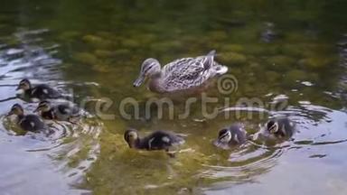 小鸭子和鸭子在干净的池塘里游泳。 慢动作。 1920x1080。 全高清